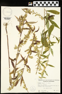 Solidago caesia var. caesia image