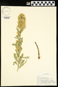 Solidago petiolaris image