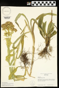 Solidago riddellii image