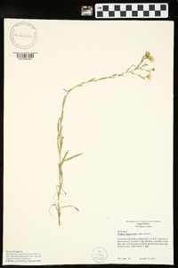 Solidago ptarmicoides image