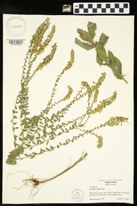 Solidago radula image