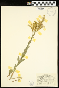 Solidago radula image