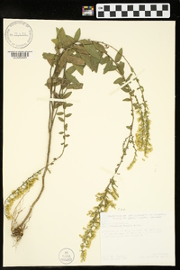 Solidago radula image