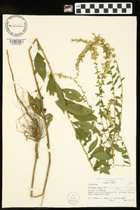 Solidago rugosa subsp. aspera image