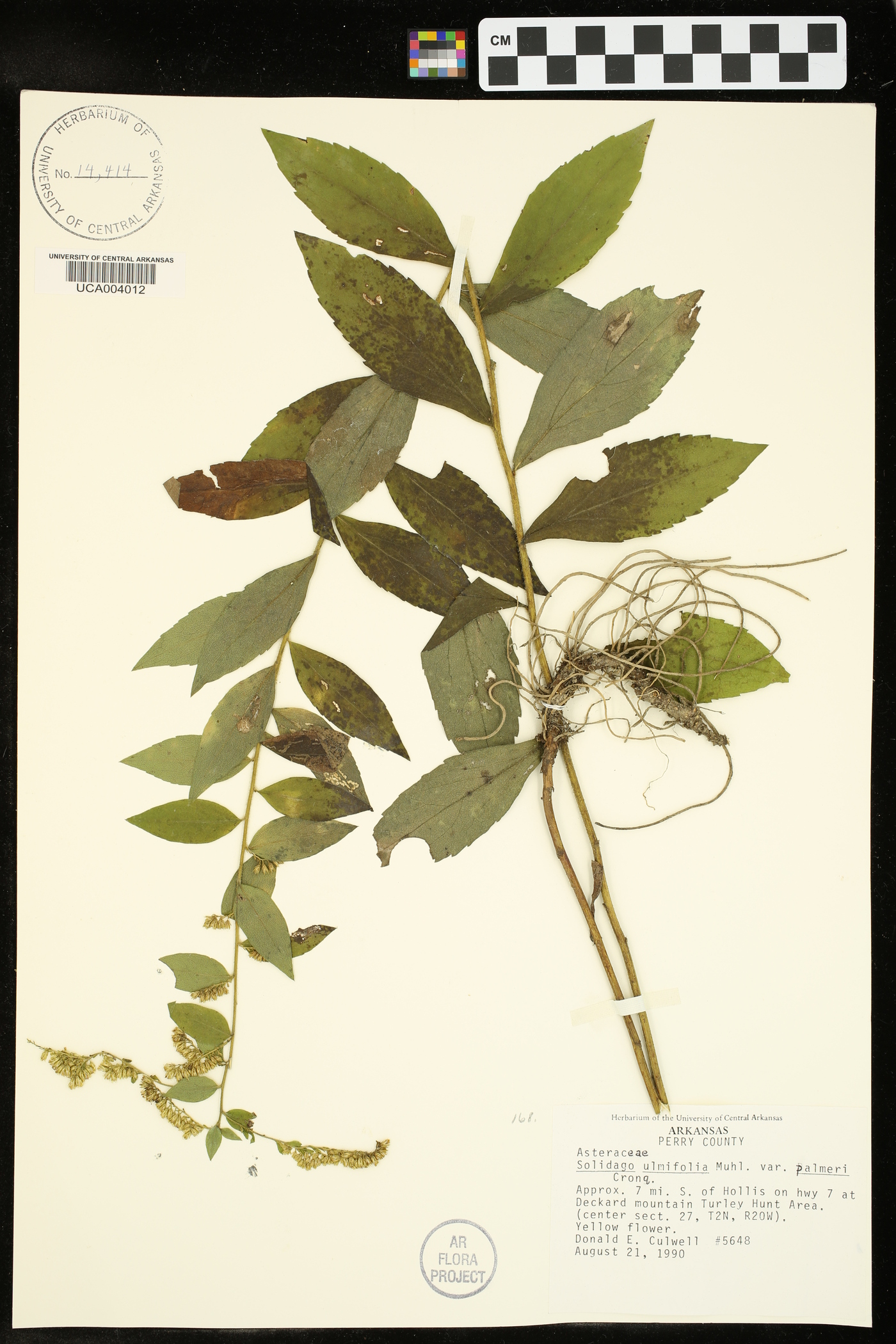 Solidago ulmifolia var. palmeri image