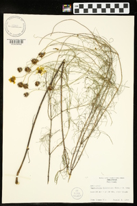 Thelesperma filifolium image