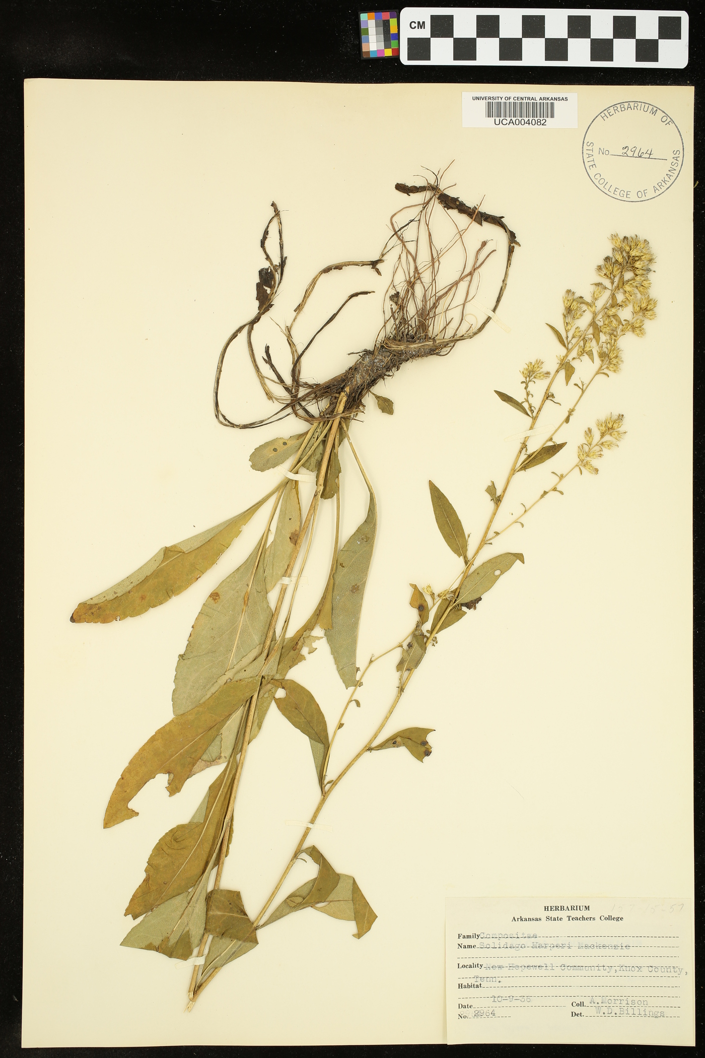 Solidago harperi image