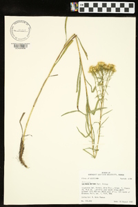 Solidago nitida image