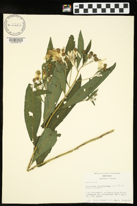 Verbesina alternifolia image