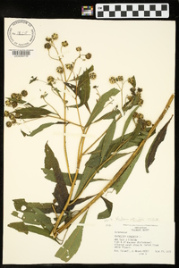 Verbesina alternifolia image