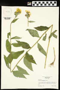 Verbesina helianthoides image