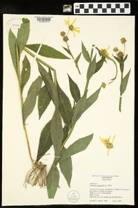 Verbesina alternifolia image