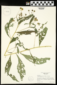 Verbesina alternifolia image