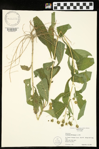 Verbesina alternifolia image