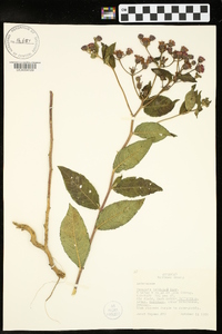 Vernonia baldwinii image