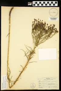 Vernonia lettermannii image