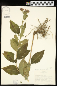 Vernonia missurica image