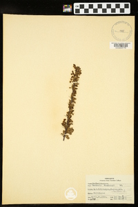 Berberis thunbergii image
