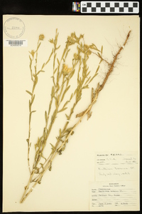 Xanthisma texanum image