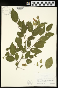 Carpinus caroliniana subsp. virginiana image