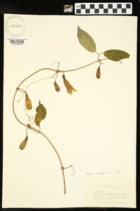 Bignonia capreolata image