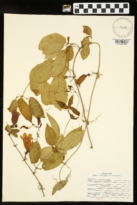 Bignonia capreolata image