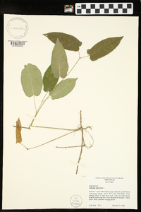 Bignonia capreolata image