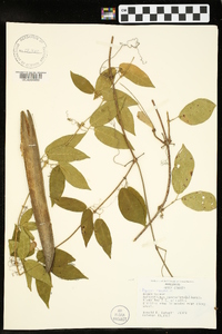 Bignonia capreolata image