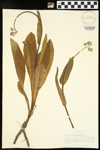 Cynoglossum virginianum image