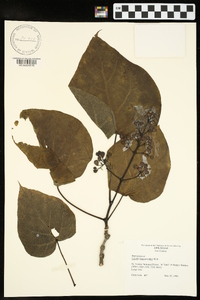 Catalpa bignonioides image