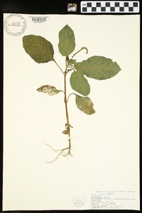 Heliotropium indicum image