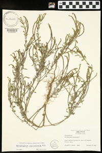 Heliotropium procumbens image