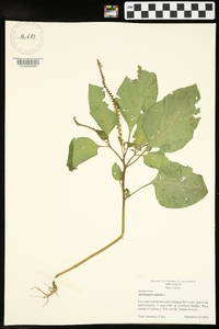 Heliotropium indicum image