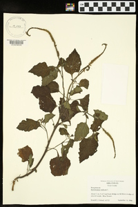 Heliotropium indicum image