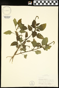 Heliotropium indicum image