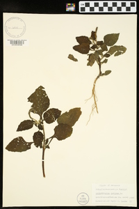 Heliotropium indicum image