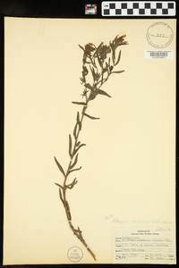 Lithospermum caroliniense image