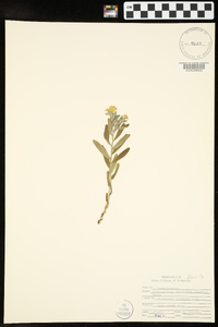 Lithospermum canescens image