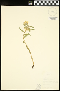 Lithospermum canescens image