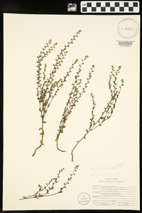 Myosotis verna image