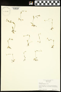 Arabidopsis thaliana image