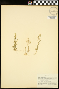 Draba brachycarpa image