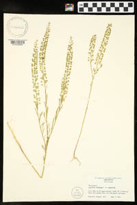 Lepidium virginicum var. virginicum image