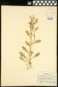 Rorippa sessiliflora image