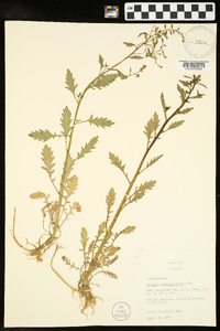 Rorippa sessiliflora image