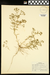 Polypremum procumbens image