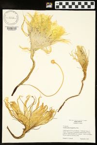 Epiphyllum phyllanthus image