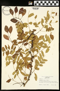 Gleditsia aquatica image