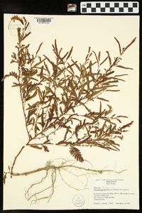 Chamaecrista nictitans var. nictitans image