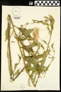 Campanulastrum americanum image